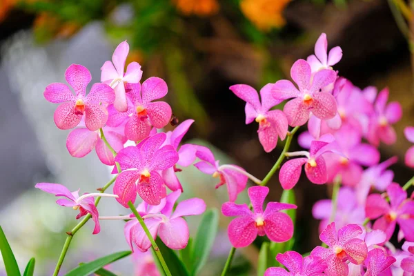 Orquídea bonita no jardim na Tailândia — Fotografia de Stock
