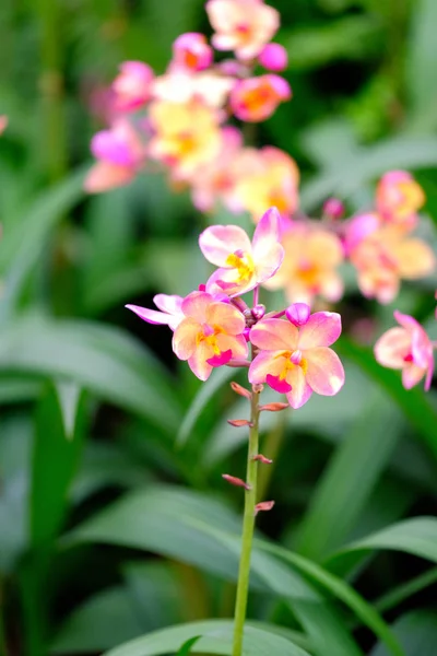 Orchidée belle dans le jardin à Thaïlande — Photo