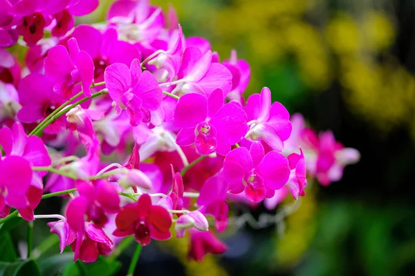 Orchid beautiful in garden at Thailand — Stock Photo, Image