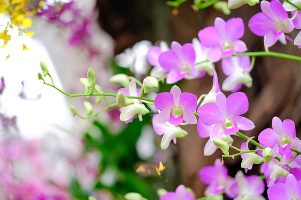 Orchid beautiful in garden at Thailand — Stock Photo, Image