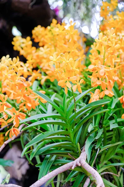 Orchid beautiful in garden at Thailand — Stock Photo, Image