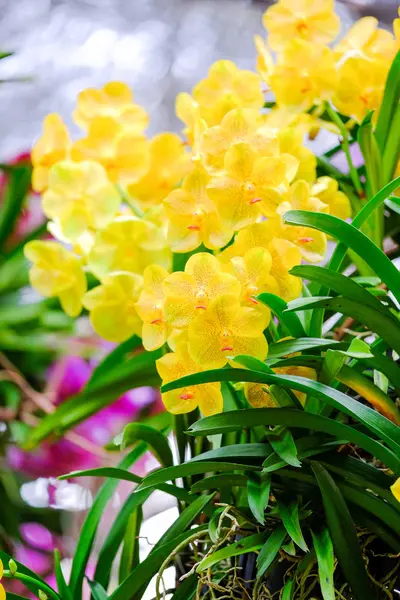 I trädgården på Thailand vackra orkidéer — Stockfoto