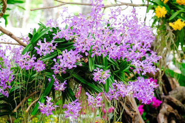 Orchidea gyönyörű a kert, Thaiföld — Stock Fotó