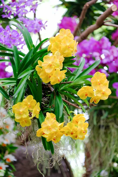 Orquídea bonita no jardim na Tailândia — Fotografia de Stock