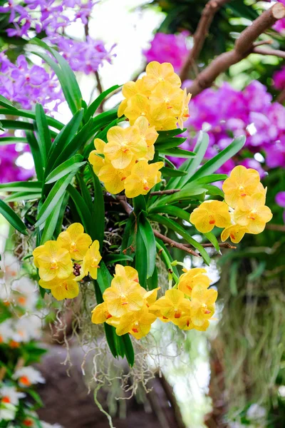 I trädgården på Thailand vackra orkidéer — Stockfoto