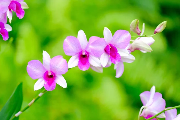 Orchid beautiful in garden at Thailand — Stock Photo, Image