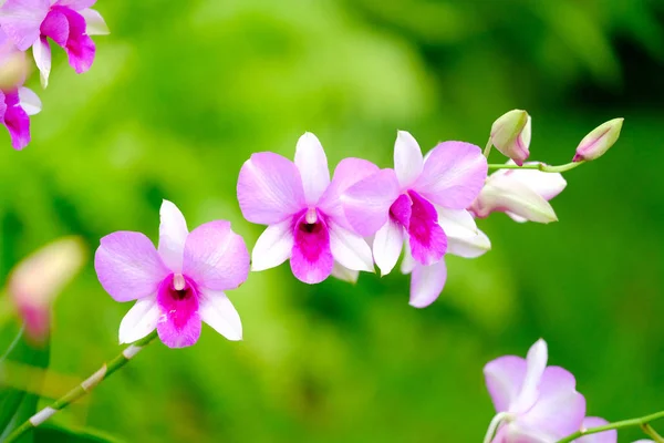 Orchidea bella in giardino in Thailandia — Foto Stock