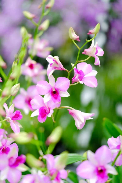 Orchidea bella in giardino in Thailandia — Foto Stock