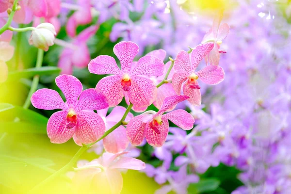 Orchidea bella in giardino in Thailandia — Foto Stock