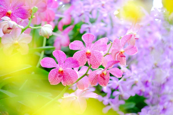 Orchidea bella in giardino in Thailandia — Foto Stock