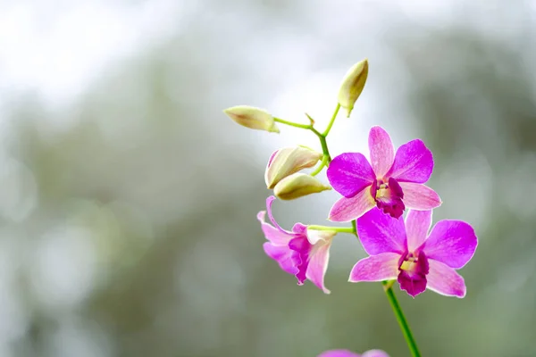 I trädgården på Thailand vackra orkidéer — Stockfoto