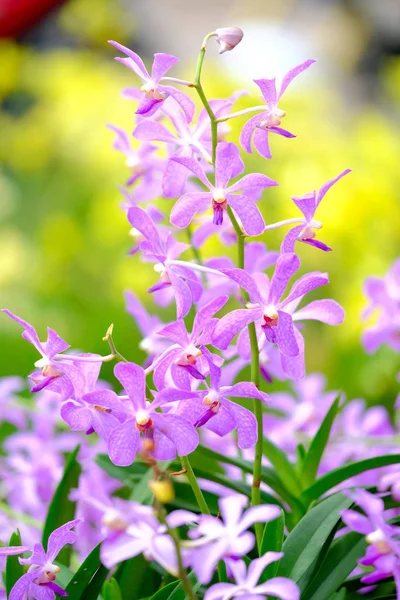 Orchidea bella in giardino in Thailandia — Foto Stock