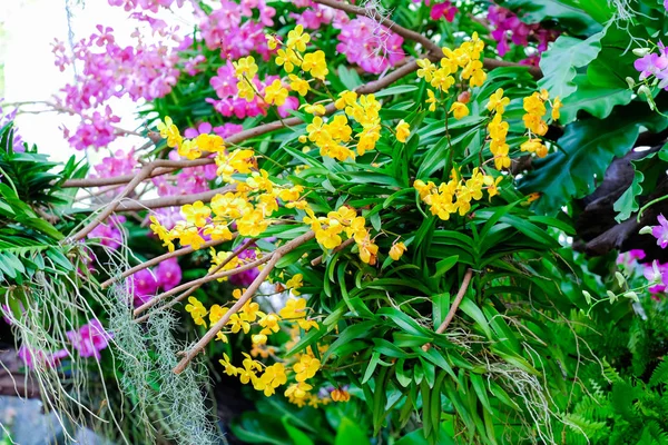 Orchid beautiful in garden at Thailand — Stock Photo, Image