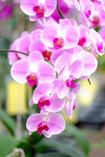 Orchidea bella in giardino in Thailandia — Foto Stock