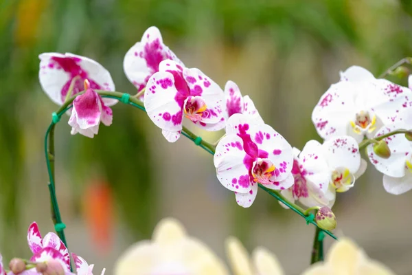 Orquídea bonita no jardim na Tailândia — Fotografia de Stock