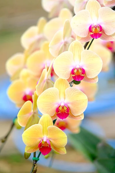 Orquídea bonita no jardim na Tailândia — Fotografia de Stock