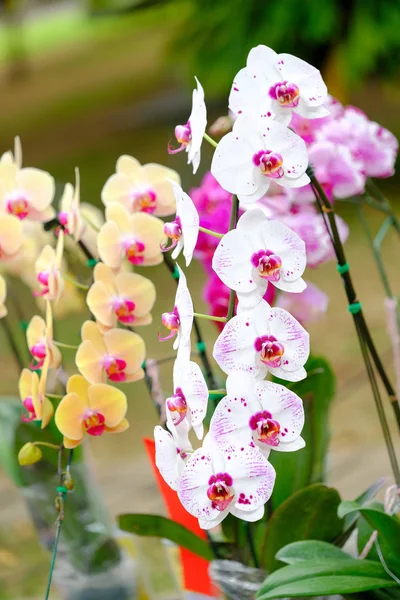 Orchidea bella in giardino in Thailandia — Foto Stock