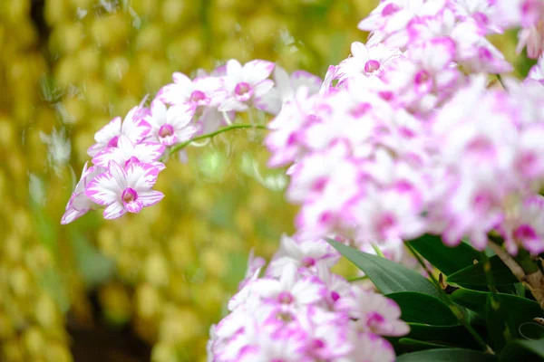 Orchid beautiful in garden at Thailand — Stock Photo, Image