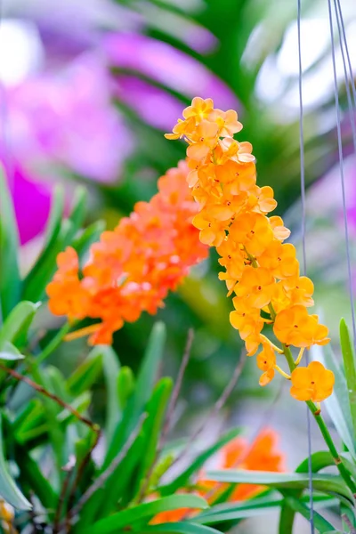Orchid beautiful in garden at Thailand — Stock Photo, Image