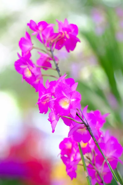 Orchidea bella in giardino in Thailandia — Foto Stock