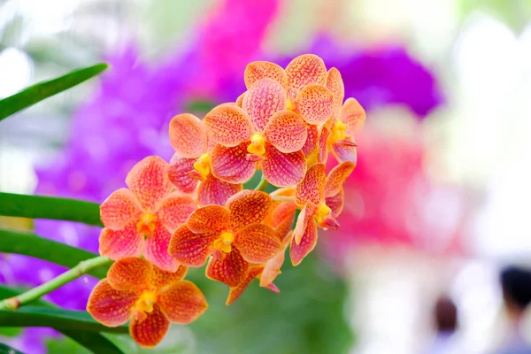 Орхидея красивая в саду в Таиланде — стоковое фото