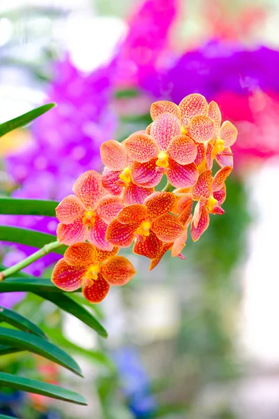 Orchidée belle dans le jardin à Thaïlande — Photo
