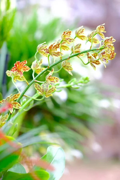 Krásná orchidej v zahradě v Thajsku — Stock fotografie