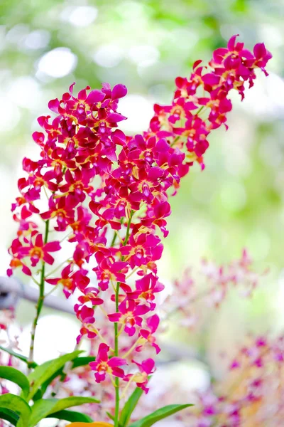 Orchid beautiful in garden at Thailand — Stock Photo, Image