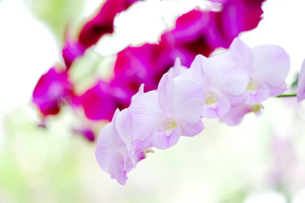 Orchidea bella in giardino in Thailandia — Foto Stock