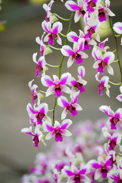 Orquídea bonita no jardim na Tailândia — Fotografia de Stock