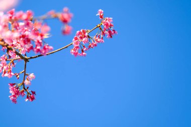 Pembe Sakura çiçek çiçeklenme.