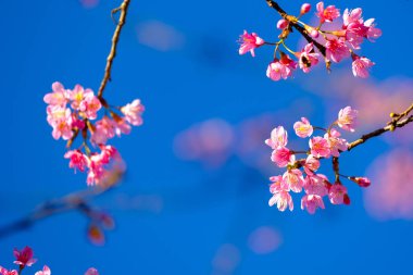 Pembe Sakura çiçek çiçeklenme.