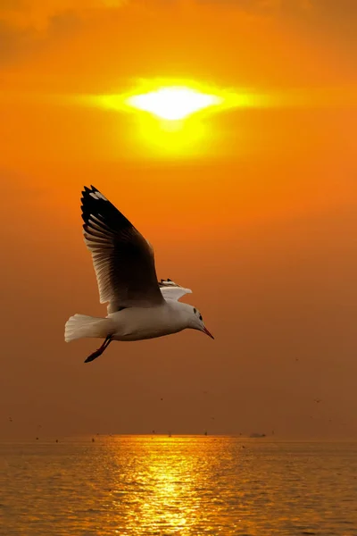 Escena tranquila con gaviota volando al atardecer — Foto de Stock