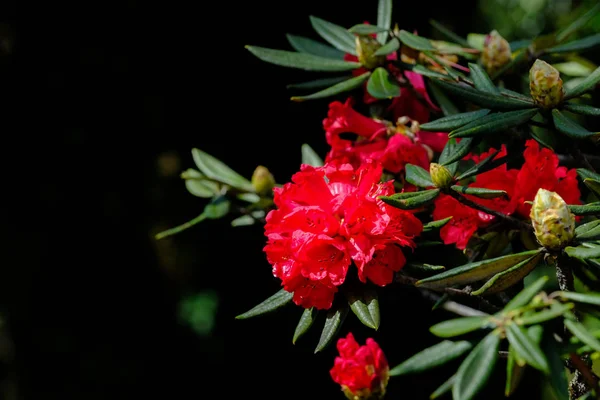 Rhododendron arboreum subsp, Parque Nacional Doi Inthanon — Fotografia de Stock