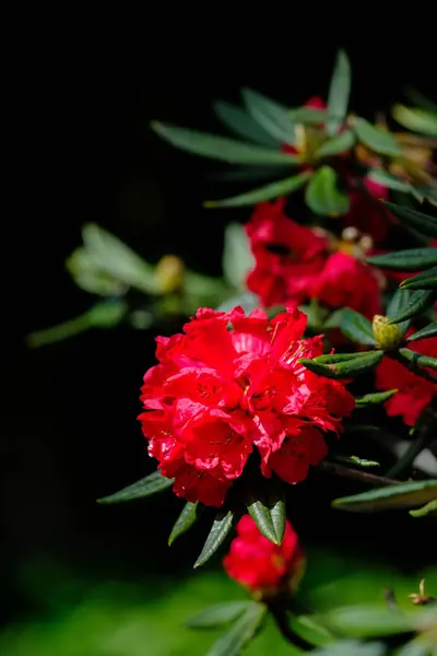 Rhododendron arboreum subsp, Parque Nacional Doi Inthanon —  Fotos de Stock