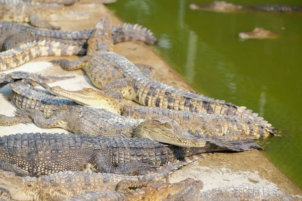 Водные объекты на крокодиловом ребенке — стоковое фото