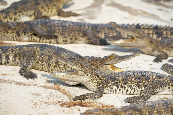 Des plans d'eau sur le bébé crocodile — Photo