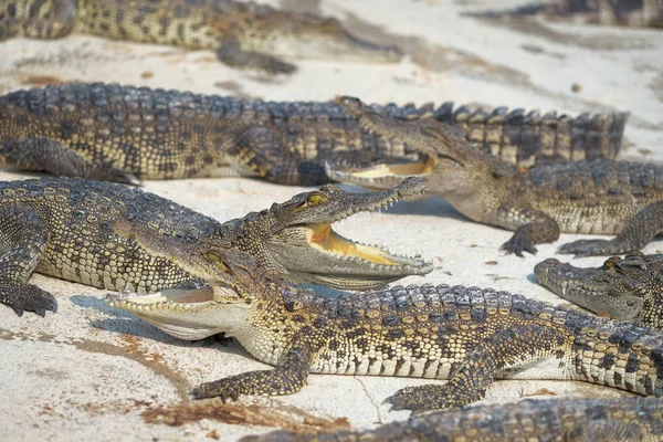 Corpos de água no bebê de crocodilo — Fotografia de Stock