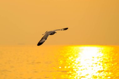 Günbatımına uçan martı ile huzurlu bir manzara