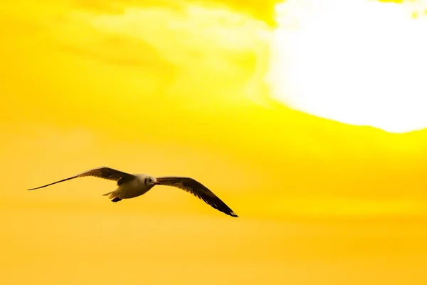 Scène tranquille avec mouette volant au coucher du soleil — Photo