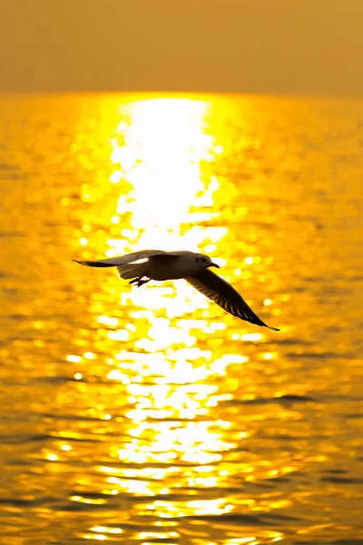 Rolig scene med måge flyvende ved solnedgang - Stock-foto