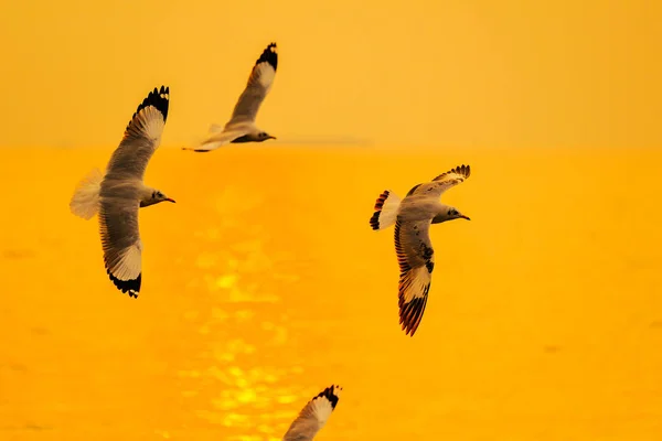 Scène tranquille avec mouette volant au coucher du soleil — Photo