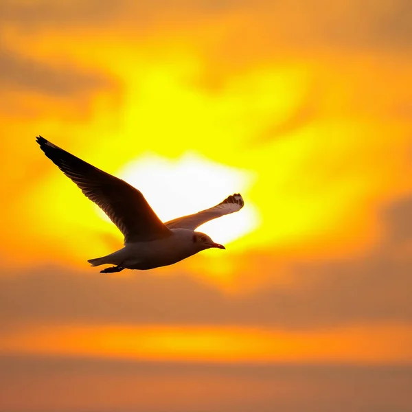 Tranquil scene with seagull flying at sunset — Stock Photo, Image