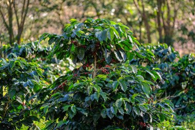 Kahve çekirdeği kafe bir çiftlikte ile kahve ağacı