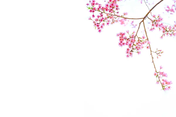 Цветок розовой вишни, цветы сакуры изолированы на белом фоне — стоковое фото