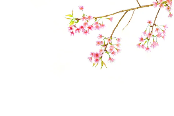 Rosa Kirschblüte, Sakura-Blüten isoliert auf weißem Hintergrund — Stockfoto