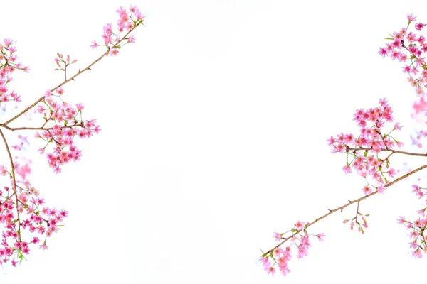 Flor de cereja rosa, flores sakura isolado no fundo branco — Fotografia de Stock