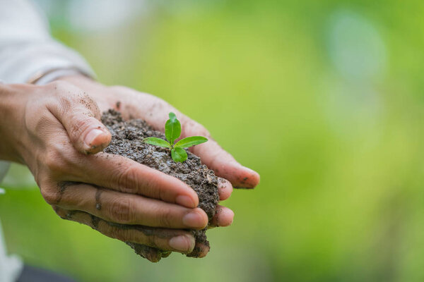 Руки держат зеленое молодое растение и свет
.