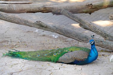 Orman taş castle Müzesi, Tayland peacock