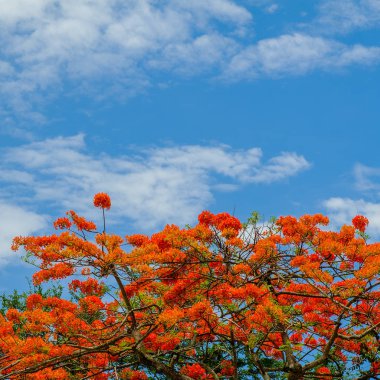 güzel tavuskuşu çiçekler ile mavi gök, Tayland